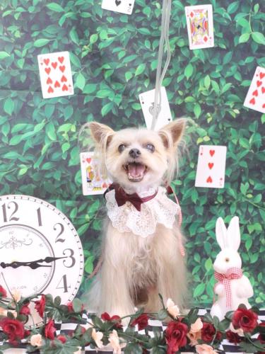 20250415ココちゃん